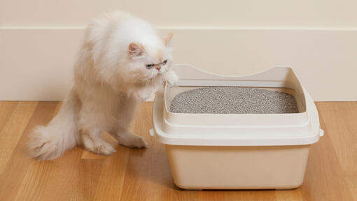 Persian cat potty training hotsell